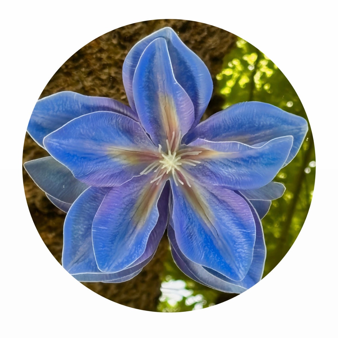 Delphinium