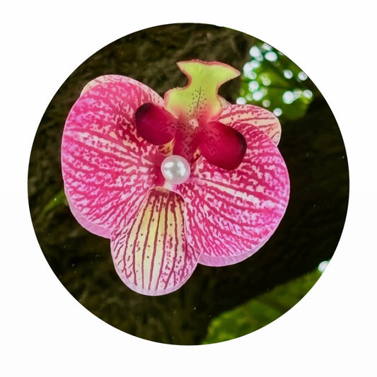 Odra orchid
